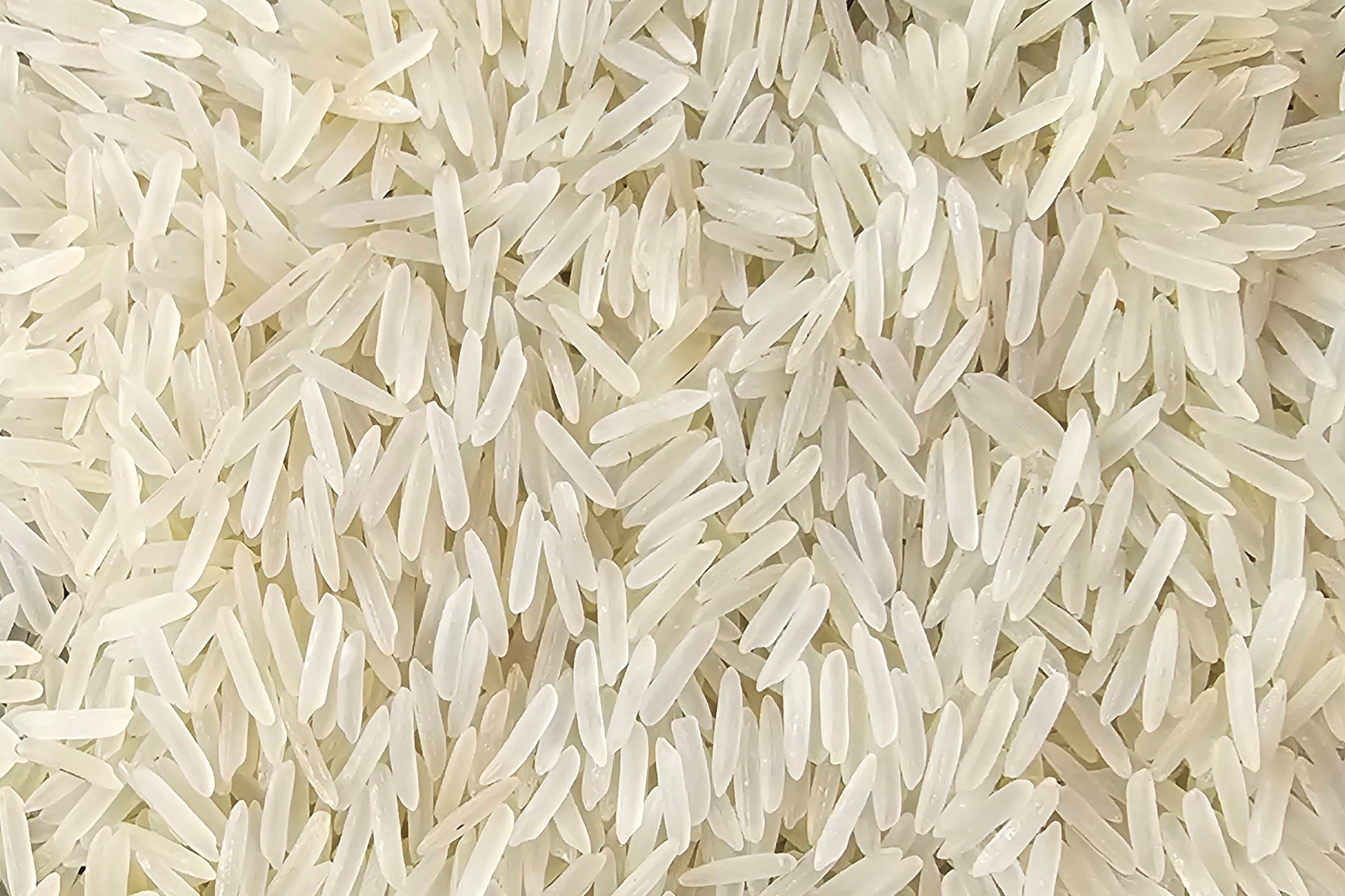 1509 raw rice